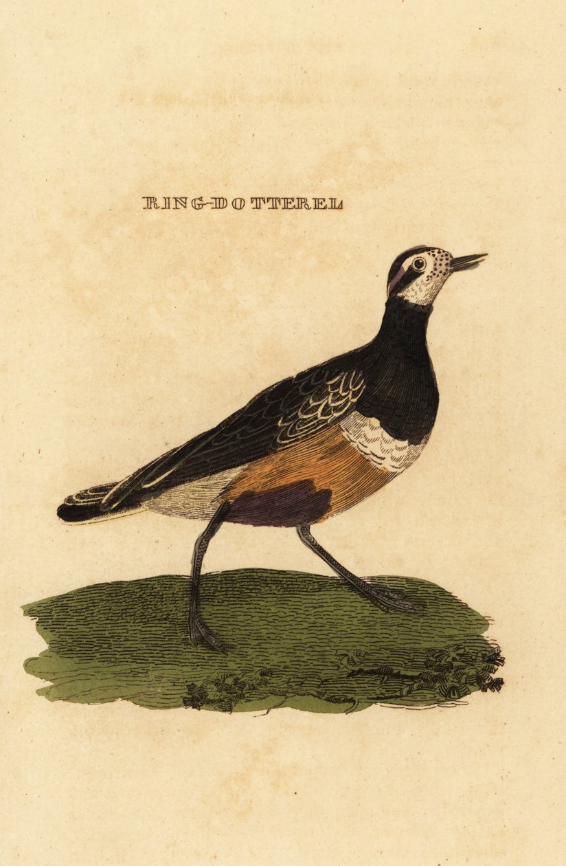 Euraasian sipuli, Charadrius morinellus tekijältä Edward Donovan
