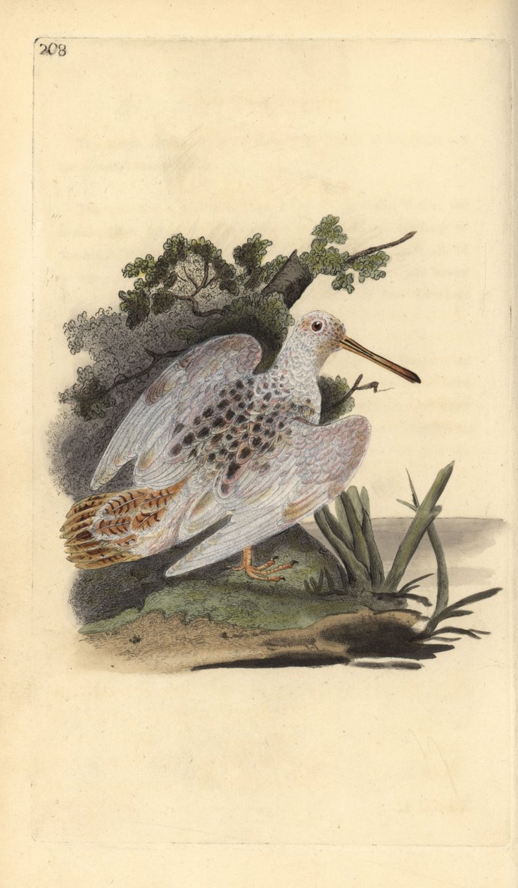 Euraasian jalkakurkku, Scolopax rusticola. Käsinvärinen kuparilevy, jonka on piirtänyt ja kaivertanut Edward Donovan omasta "British Birds -luonnonhistoriastaan", Lontoossa tekijältä Edward Donovan