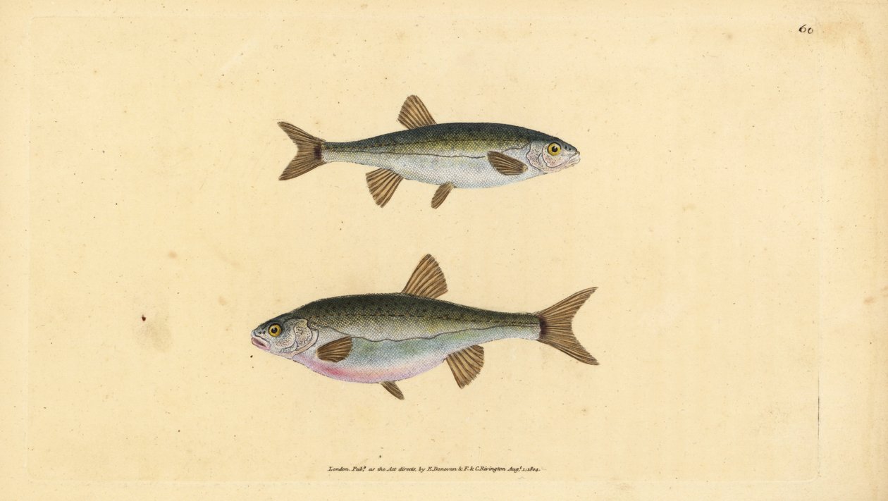 Euraasian minnow, Phoxinus phoxinus (Minow, Cyprinus phoxinus). Käsinvärinen kuparilevy, jonka on piirtänyt ja kaivertanut Edward Donovan teoksestaan Natural History of British Fishes, Donovan and F.C. ja J. Rivington, Lontoo tekijältä Edward Donovan