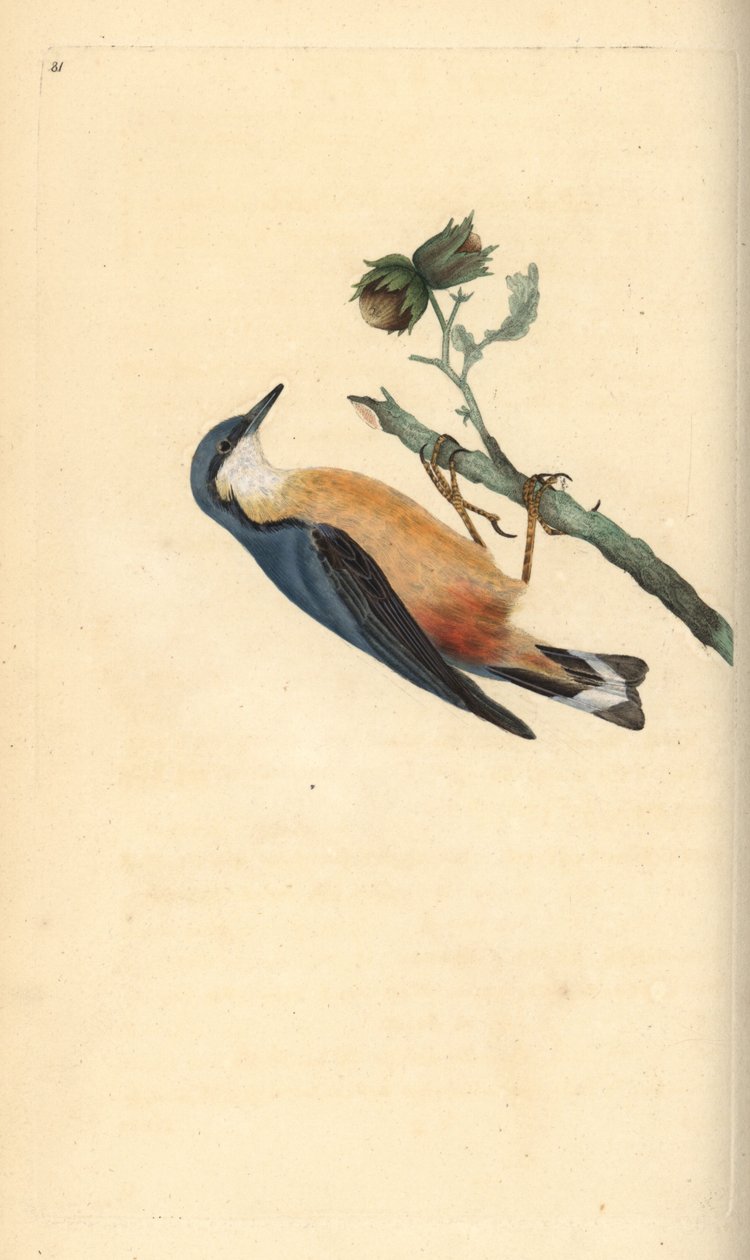 Euraasianpähkinä, Sitta europaea, hasselpähkinäpuussa, Corylus avellana. Käsinvärinen kuparilevy, jonka on piirtänyt ja kaivertanut Edward Donovan omasta "British Birds -luonnonhistoriastaan", Lontoossa tekijältä Edward Donovan