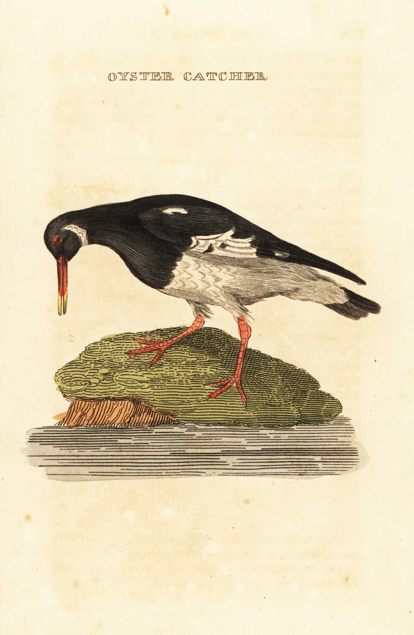 Euraasian osterisippo, Haematopus ostralegus tekijältä Edward Donovan