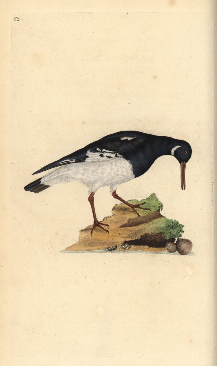 Euraasian osterisippo, Haematopus ostralegus. Käsinvärinen kuparilevy, jonka on piirtänyt ja kaivertanut Edward Donovan omasta "British Birds -luonnonhistoriastaan", Lontoossa tekijältä Edward Donovan