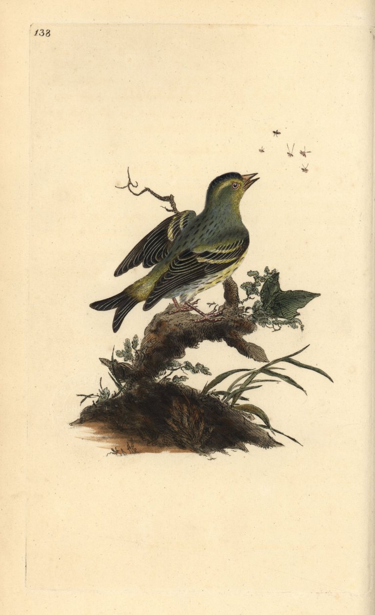 Euraasian siskin, Carduelis spinus. Käsinvärinen kuparilevy, jonka on piirtänyt ja kaivertanut Edward Donovan omasta "British Birds -luonnonhistoriastaan", Lontoossa tekijältä Edward Donovan