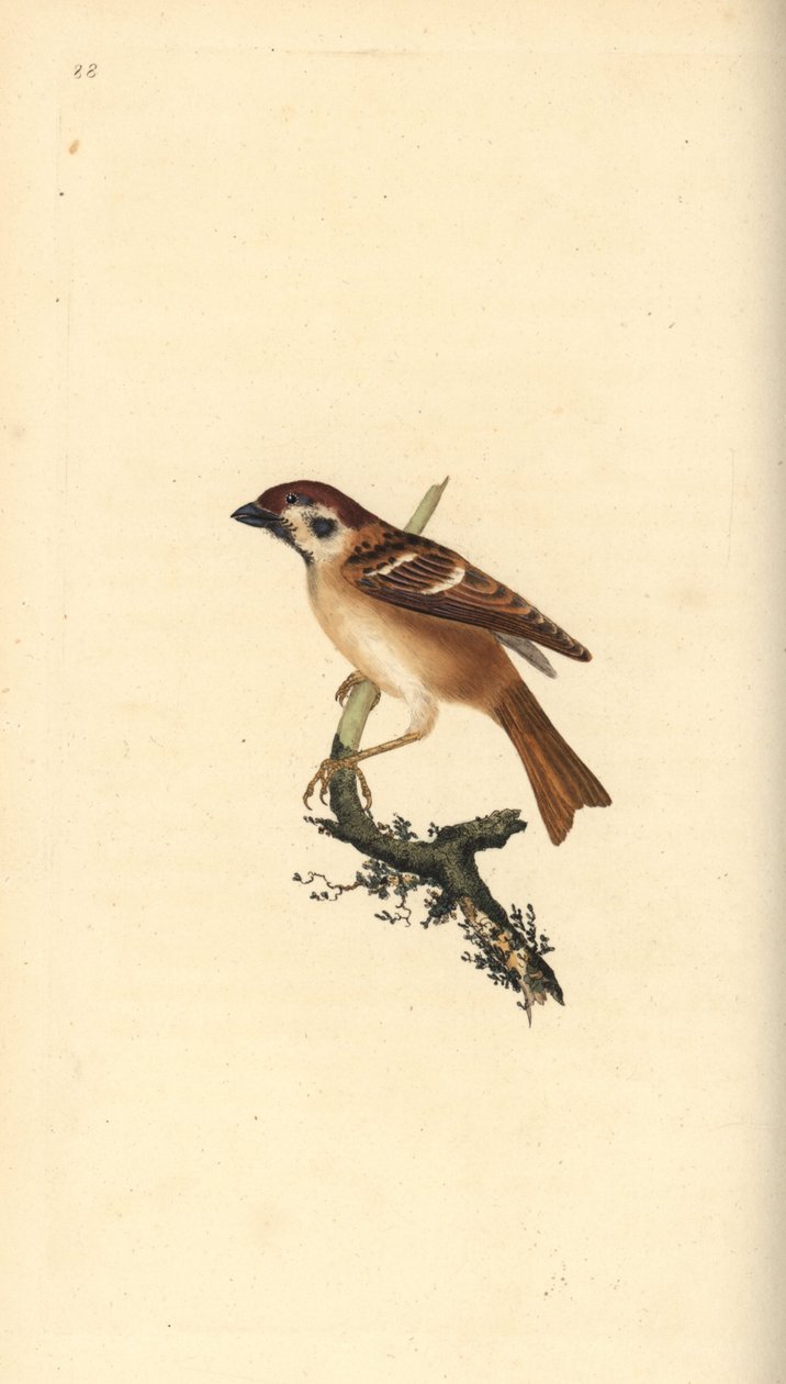 Euraasian varpunen, Plier montanus. Käsinvärinen kuparilevy, jonka on piirtänyt ja kaivertanut Edward Donovan omasta "British Birds -luonnonhistoriastaan", Lontoossa tekijältä Edward Donovan