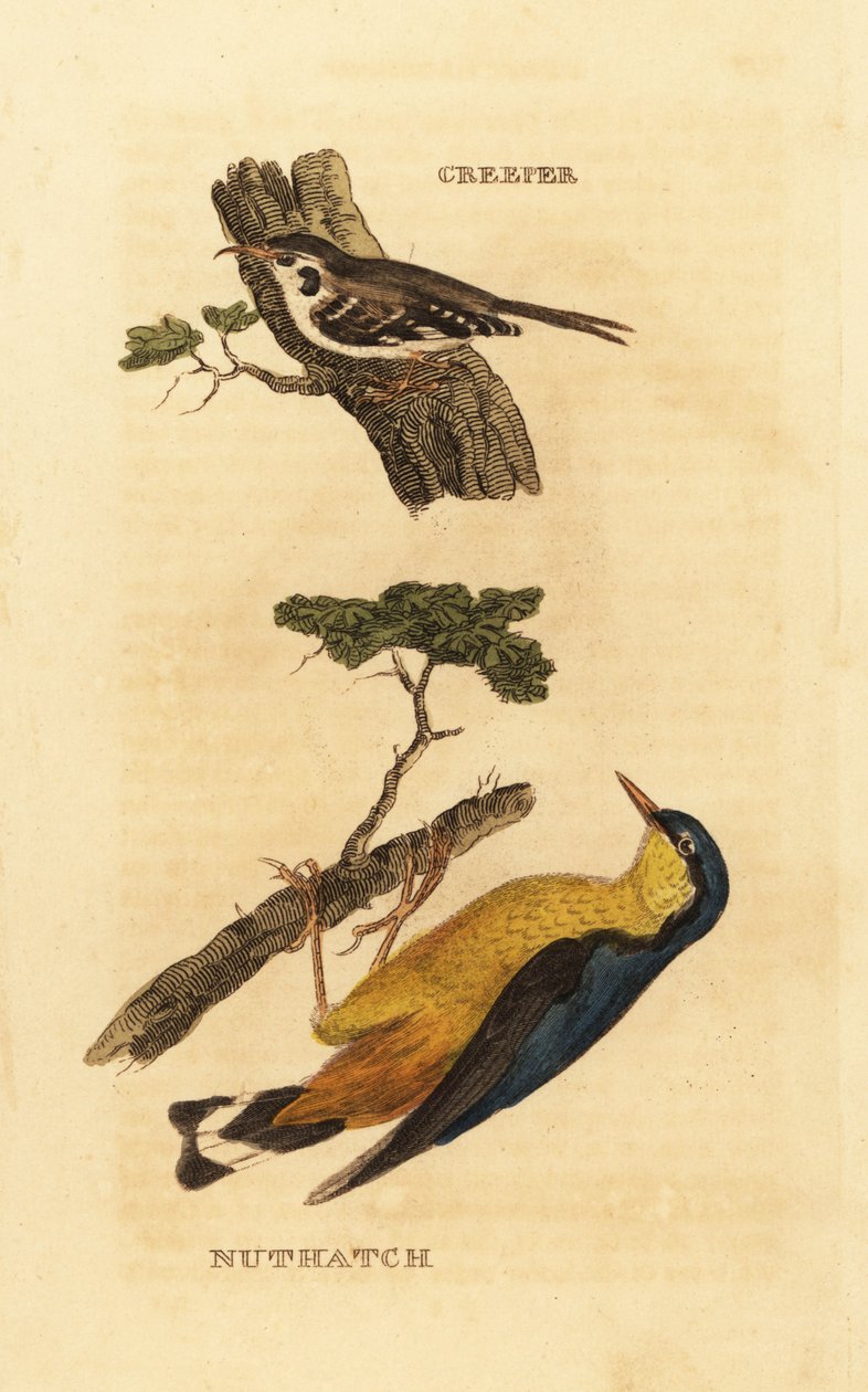 Euraasian kääpiö, Certhia familiaris ja euraasianpähkinä, Sitta europaea tekijältä Edward Donovan