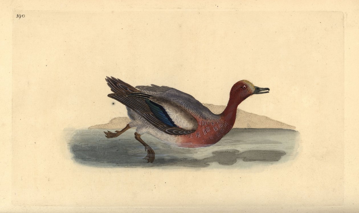 Euraasian wigeon, Anas penelope. Käsinvärinen kuparilevy, jonka on piirtänyt ja kaivertanut Edward Donovan omasta "British Birds -luonnonhistoriastaan", Lontoossa tekijältä Edward Donovan