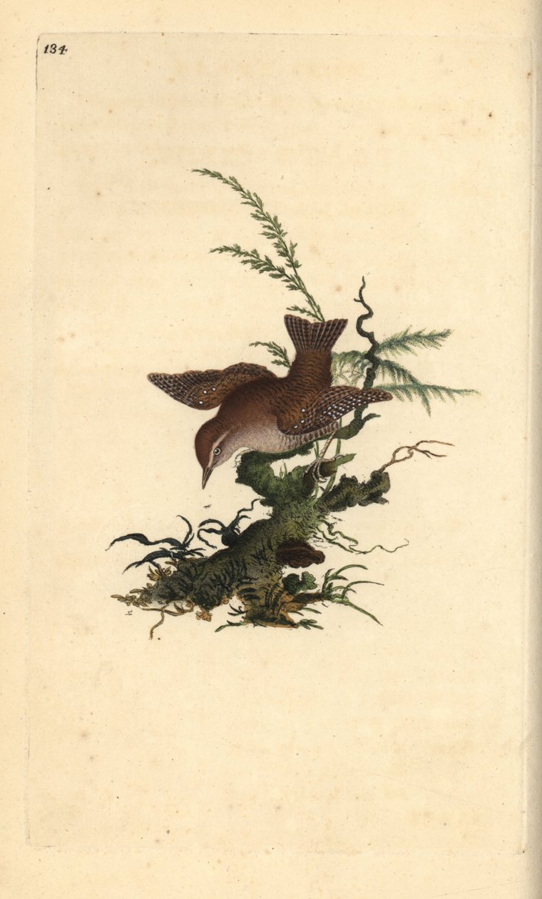Euraasian wren, troglodytes troglodytes. Käsinvärinen kuparilevy, jonka on piirtänyt ja kaivertanut Edward Donovan omasta "Britannian lintujen luonnonhistoriasta" (1794-1819). Edward Donovan (1768-1837) oli englantilais-irlantilainen amatöörieläintieteilij tekijältä Edward Donovan