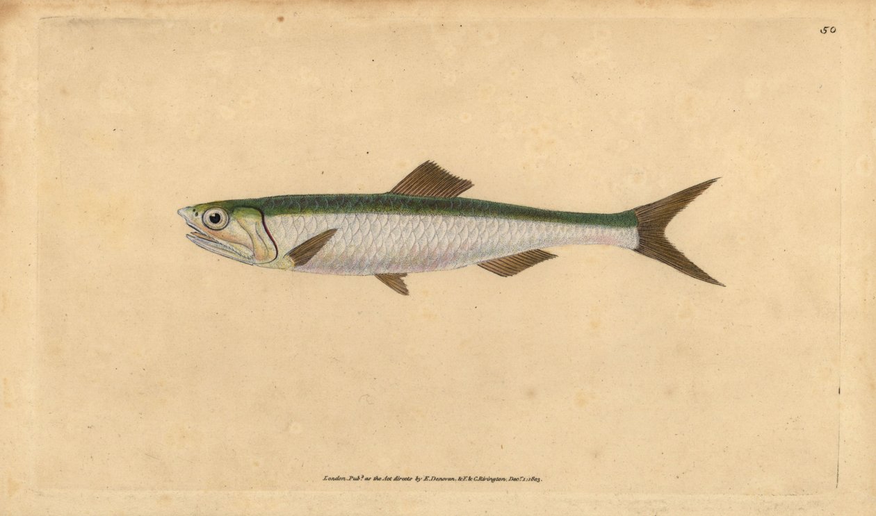 Euroopan sardelli, Engraulis encrasicolus (Sardelli, Clupea encrasicolus). Käsinvärinen kuparilevy, jonka on piirtänyt ja kaivertanut Edward Donovan teoksestaan Natural History of British Fishes, Donovan and F.C. ja J. Rivington, Lontoo tekijältä Edward Donovan