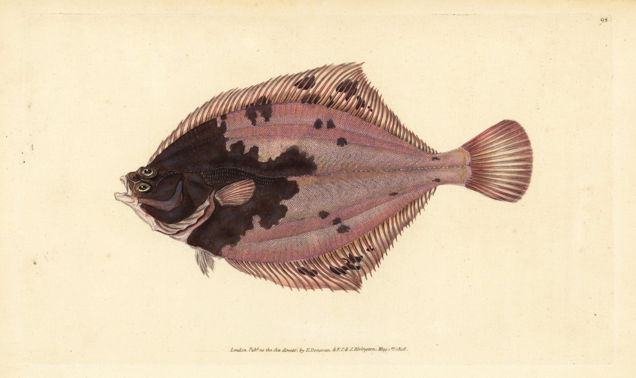 Kampela, Platichthys flesus (kampela, Pleuronectes flesus). Käsinvärinen kuparilevy, jonka on piirtänyt ja kaivertanut Edward Donovan teoksestaan Natural History of British Fishes, Donovan and F.C. ja J. Rivington, Lontoo tekijältä Edward Donovan