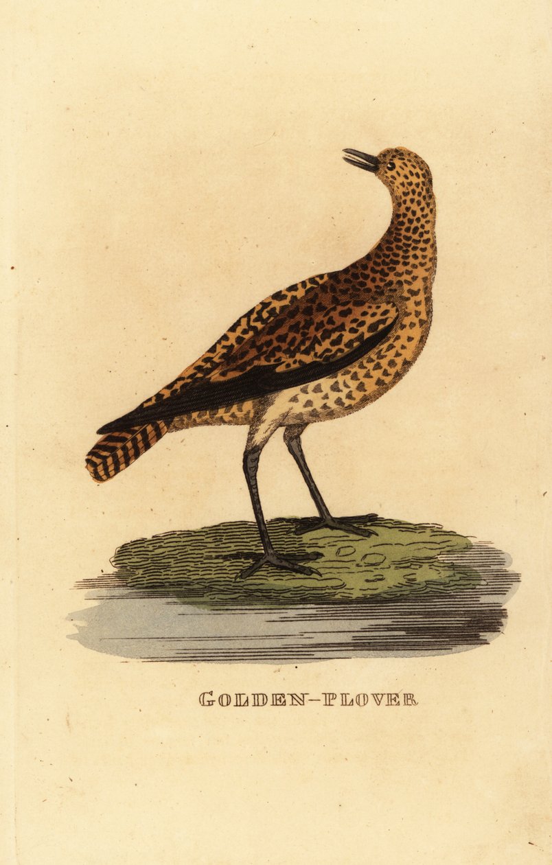 Euroopan kultapiha, Pluvialis apricaria tekijältä Edward Donovan