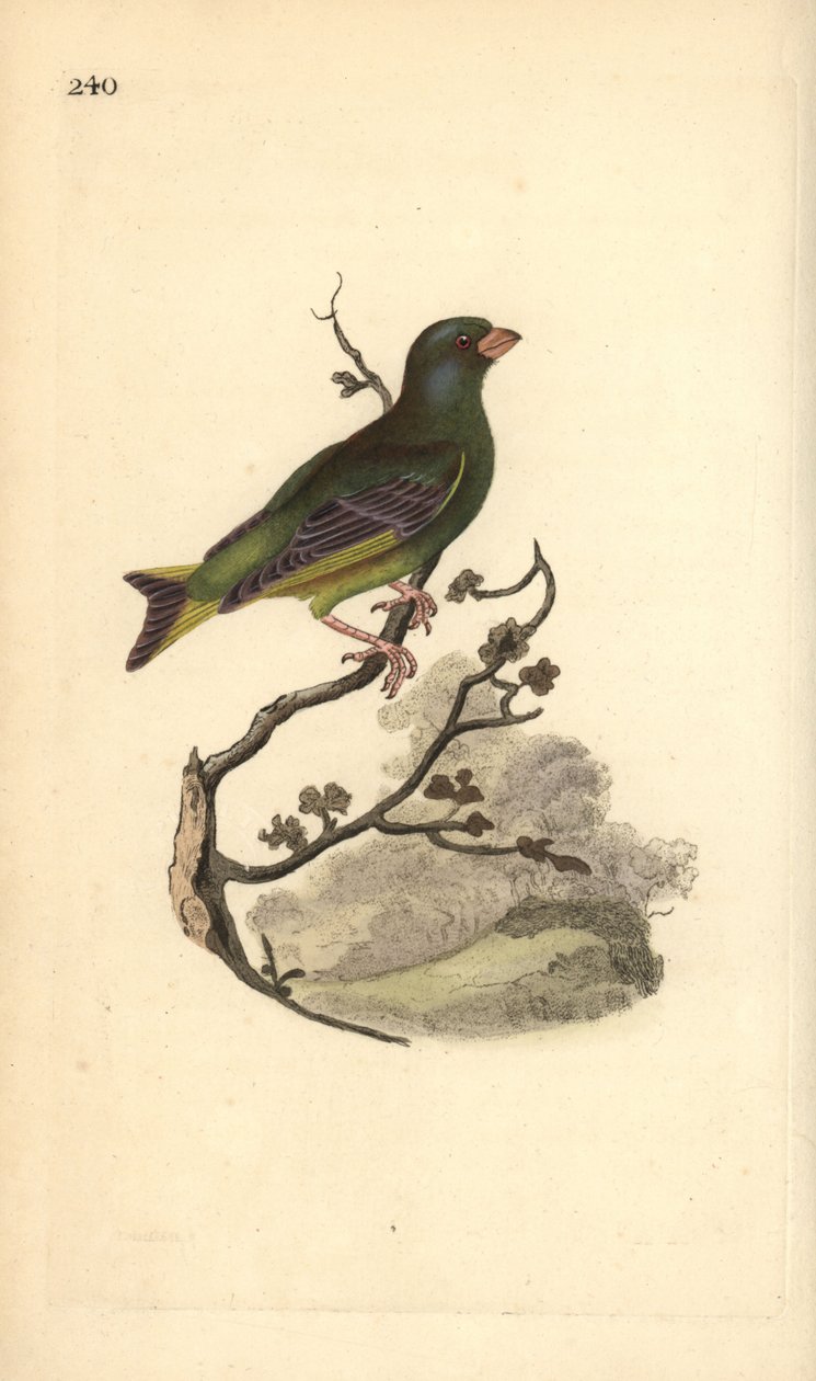 Viherpeippo, Carduelis chloris. Käsinvärinen kuparilevy, jonka on piirtänyt ja kaivertanut Edward Donovan omasta "British Birds -luonnonhistoriastaan", Lontoossa tekijältä Edward Donovan