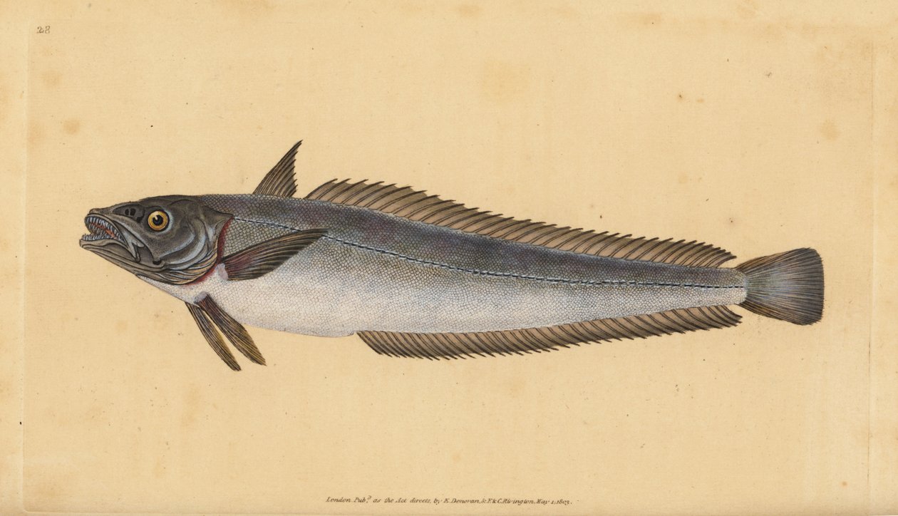 Eurooppalainen kummeliturska, Merluccius merluccius (kummeliturska, Gadus merluccius). Käsinvärinen kuparilevy, jonka on piirtänyt ja kaivertanut Edward Donovan teoksestaan Natural History of British Fishes, Donovan and F.C. ja J. Rivington, Lontoo tekijältä Edward Donovan