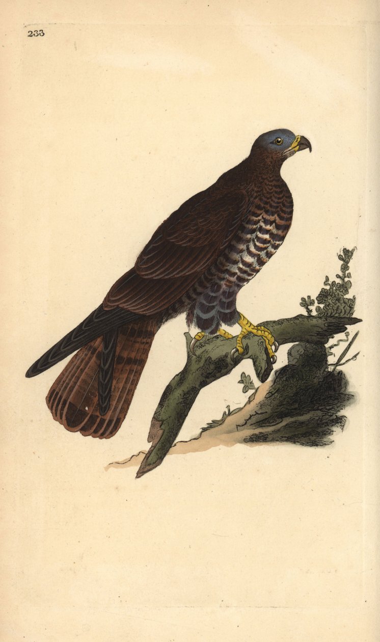 Mesipeippo, Pernis apivorus. Edward Donovanin käsin piirtämä ja kaiverrettu kuparilevy omasta "Natural History of British Birds" -teoksestaan, Lontoo. tekijältä Edward Donovan