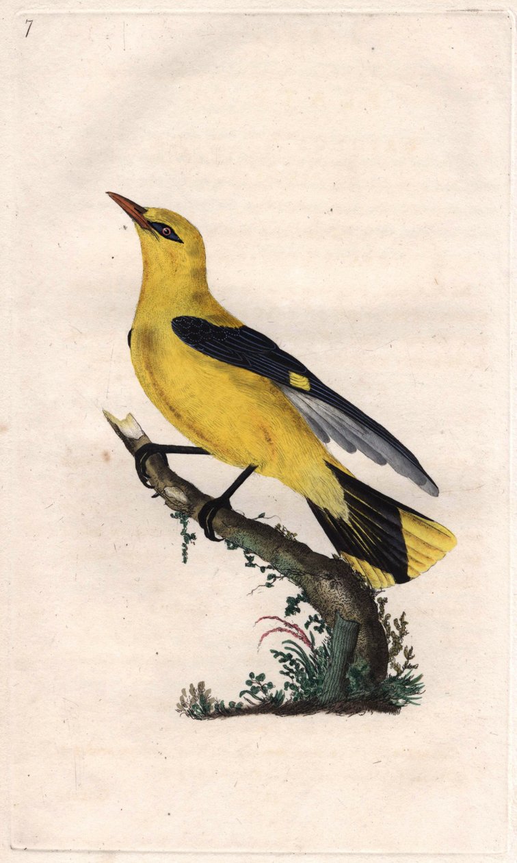 Oriol europeu. Oriolus oriolus (Oriolus galbula). Gravat en coure d