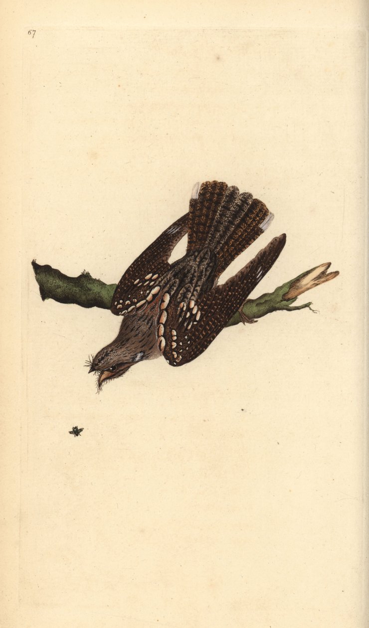 Eurooppalainen yöpurkki, Caprimulgus europaeus. Käsinvärinen kuparilevy, jonka on piirtänyt ja kaivertanut Edward Donovan omasta "British Birds -luonnonhistoriastaan", Lontoossa tekijältä Edward Donovan