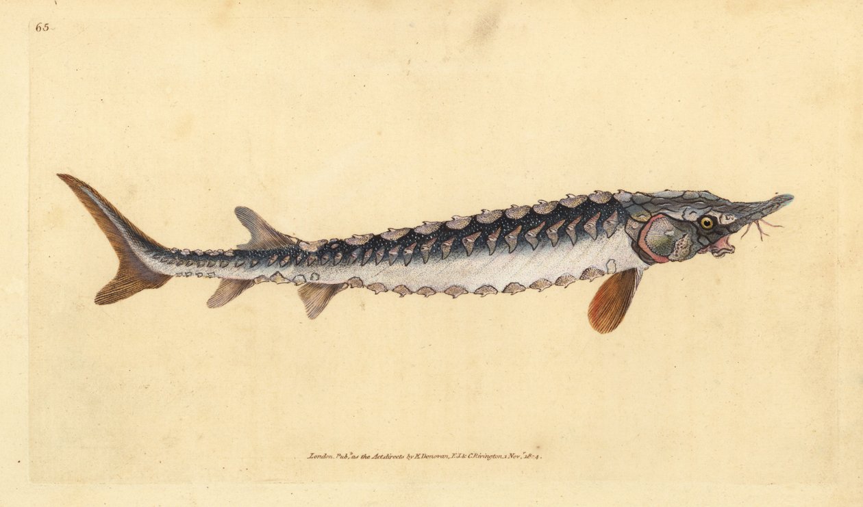 eurooppalainen tai tavallinen sammi. Äärimmäisen uhanalainen. Käsinvärinen kuparilevy, jonka on piirtänyt ja kaivertanut Edward Donovan teoksestaan Natural History of British Fishes, Donovan and F.C. ja J. Rivington, Lontoo tekijältä Edward Donovan