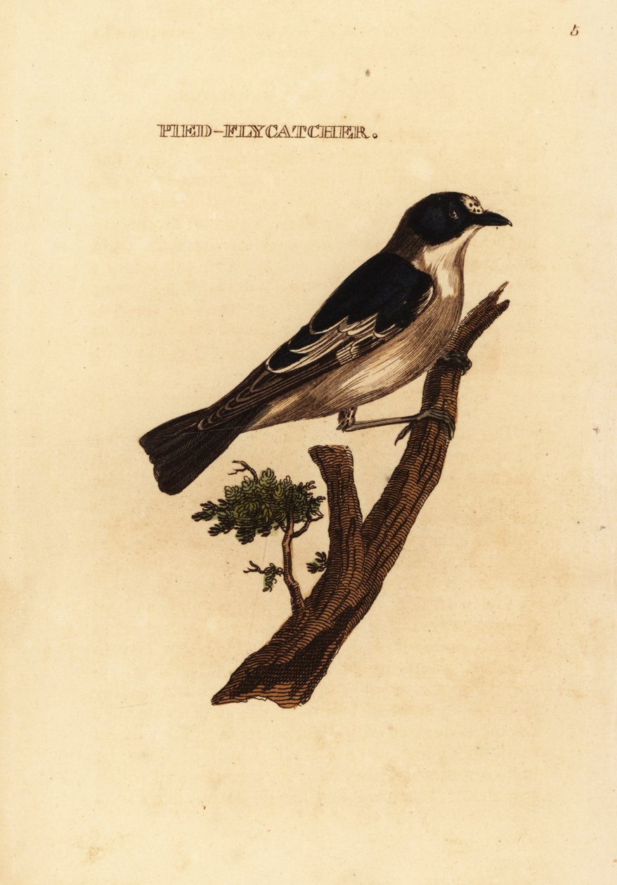 Eurooppalainen kärpässieppo, Ficedula hypoleuca tekijältä Edward Donovan