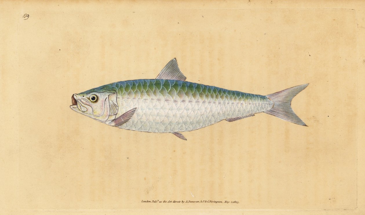 Eurooppalainen sardiini, Sardina pilchardus (Pilchard, Clupea pilchardus). Käsinvärinen kuparilevy, jonka on piirtänyt ja kaivertanut Edward Donovan teoksestaan Natural History of British Fishes, Donovan and F.C. ja J. Rivington, Lontoo tekijältä Edward Donovan