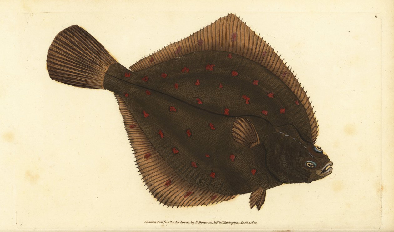 Eurooppalainen pleuronectes platessa. Käsinvärinen kuparilevy, jonka on piirtänyt ja kaivertanut Edward Donovan teoksestaan Natural History of British Fishes, Donovan and F.C. ja J. Rivington, Lontoo tekijältä Edward Donovan