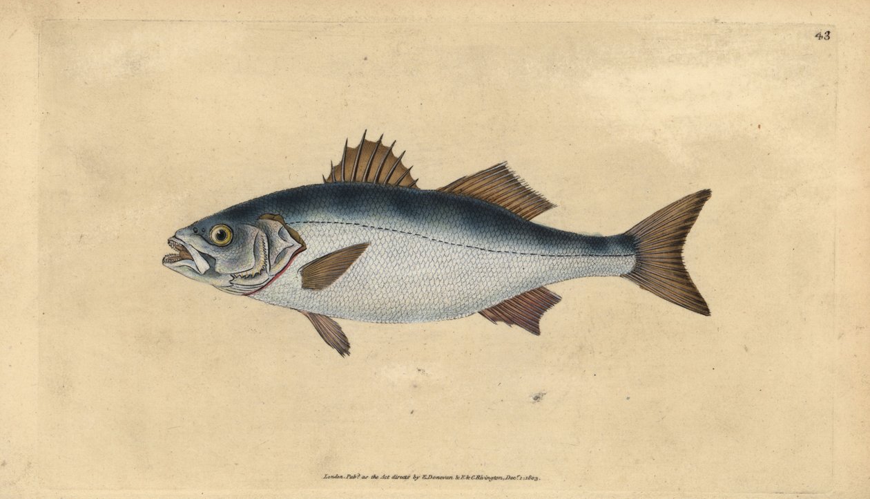meribassi, Dicentrarchus labrax (Basse, Perca labrax). Käsinvärinen kuparilevy, jonka on piirtänyt ja kaivertanut Edward Donovan teoksestaan Natural History of British Fishes, Donovan and F.C. ja J. Rivington, Lontoo tekijältä Edward Donovan