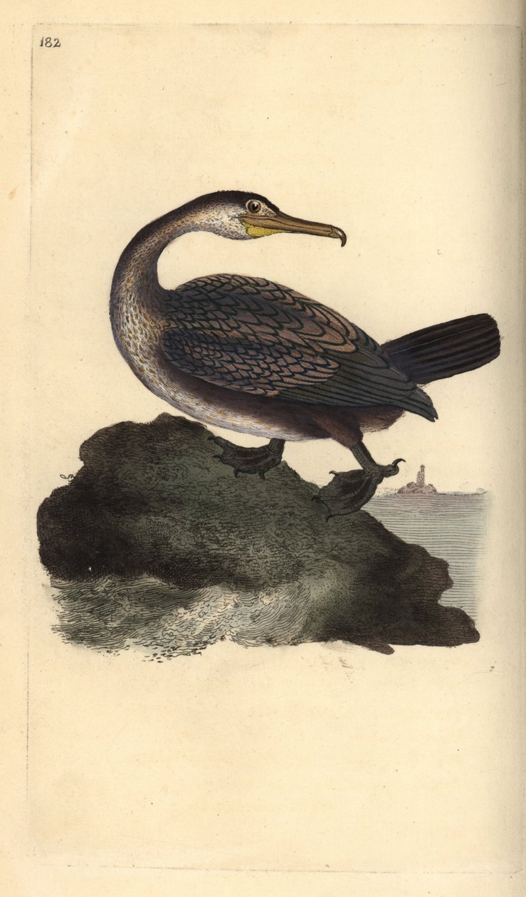 Euroopan shark, Phalacrocorax aristotelis. Käsinvärinen kuparilevy, jonka on piirtänyt ja kaivertanut Edward Donovan omasta "British Birds -luonnonhistoriastaan", Lontoossa tekijältä Edward Donovan