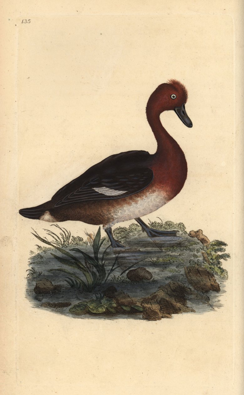 Rautainen ankka, Aythya nyroca. Käsinvärinen kuparilevy, jonka on piirtänyt ja kaivertanut Edward Donovan omasta "Britannian lintujen luonnonhistoriasta" (1794-1819). Edward Donovan (1768-1837) oli englantilais-irlantilainen amatöörieläintieteilijä, kirjai tekijältä Edward Donovan