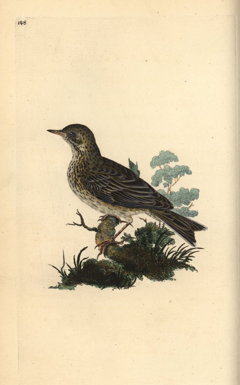 Kiuru, Alauda minor (tai Tree pipit, Anthus trivialis?). Käsinvärinen kuparilevy, jonka on piirtänyt ja kaivertanut Edward Donovan omasta "British Birds -luonnonhistoriastaan", Lontoossa tekijältä Edward Donovan