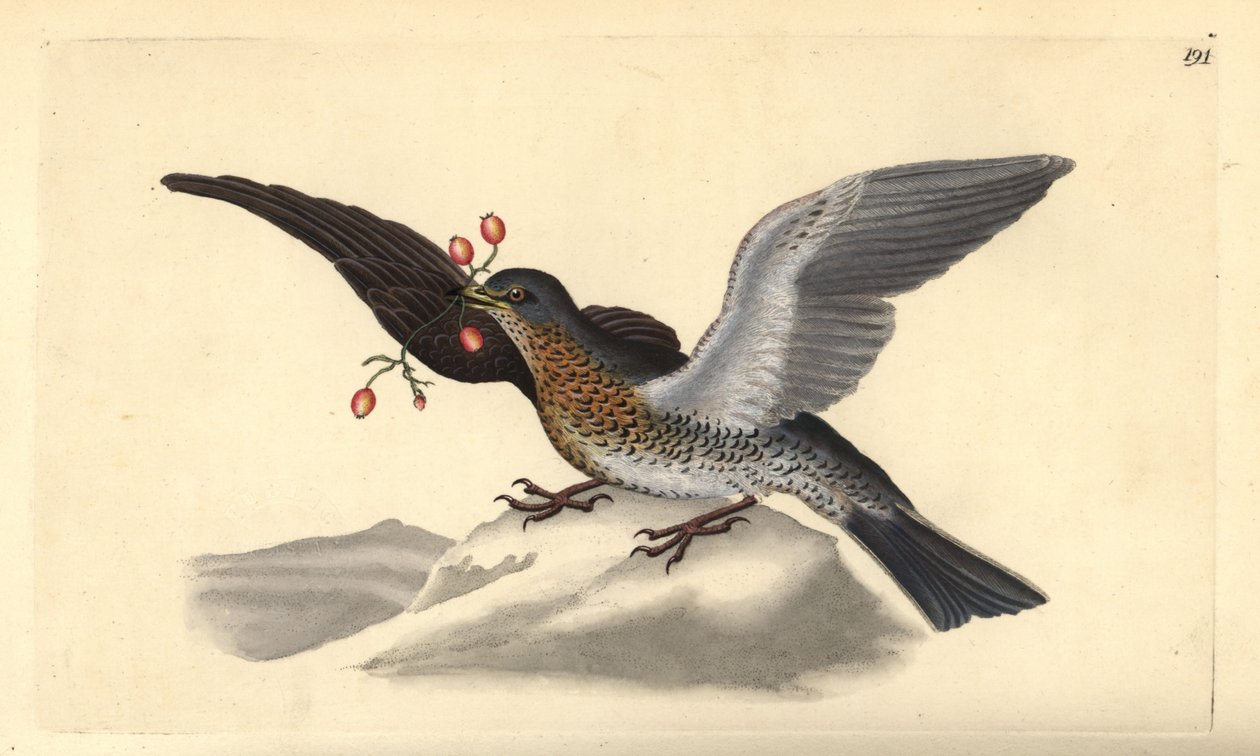 Fieldfare, Turdus pilaris. Käsinvärinen kuparilevy, jonka on piirtänyt ja kaivertanut Edward Donovan omasta "British Birds -luonnonhistoriastaan", Lontoossa tekijältä Edward Donovan