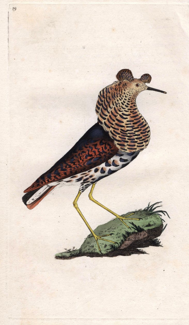 Taistelija vaihtelee. Philomachus pugnax (Tringa pugnax). Edward Donovanin (1768-1837) kuparikaiverrus, julkaistu Natural History of British Birdsissa, Lontoossa tekijältä Edward Donovan