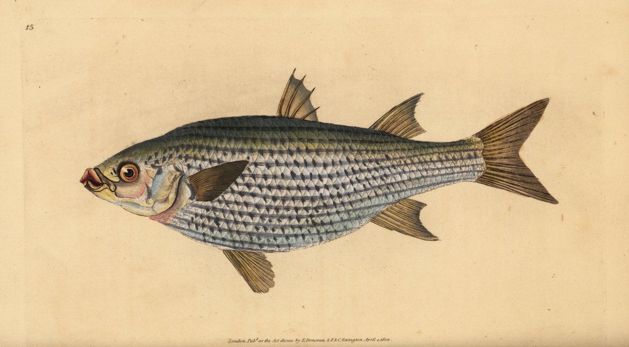 Flathead keltti, Mugil cephalus. Käsinvärinen kuparilevy, jonka on piirtänyt ja kaivertanut Edward Donovan teoksestaan Natural History of British Fishes, Donovan and F.C. ja J. Rivington, Lontoo tekijältä Edward Donovan