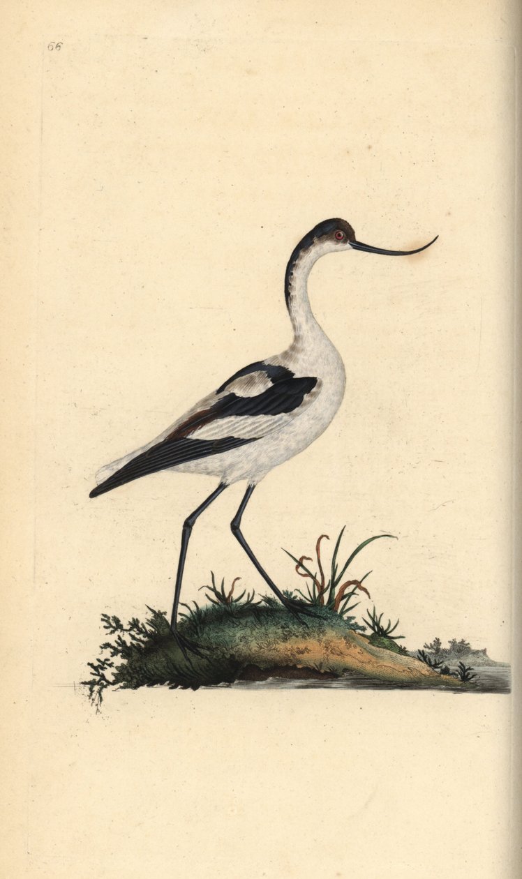 Foot avocet, Recurvirostra avocetta. Käsinvärinen kuparilevy, jonka on piirtänyt ja kaivertanut Edward Donovan omasta "British Birds -luonnonhistoriastaan", Lontoossa tekijältä Edward Donovan