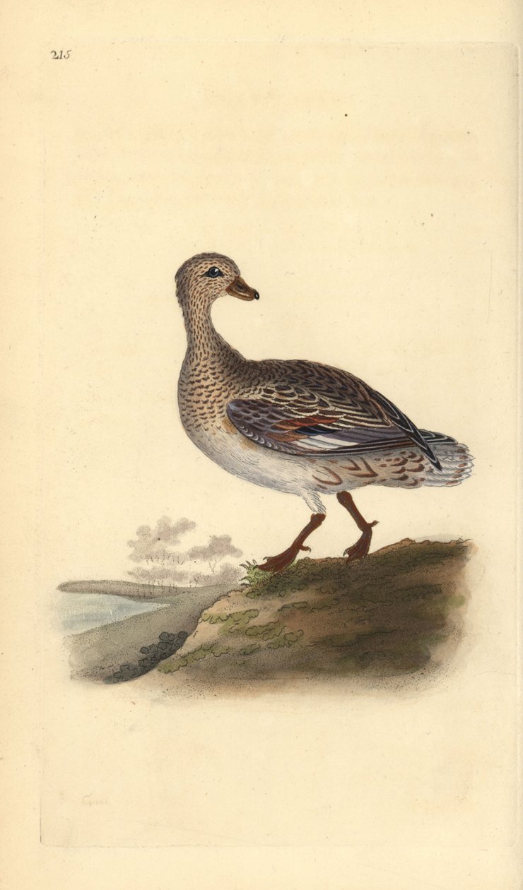 Gadwall (naaras), Anas strepera. Käsinvärinen kuparilevy, jonka on piirtänyt ja kaivertanut Edward Donovan omasta "British Birds -luonnonhistoriastaan", Lontoossa tekijältä Edward Donovan