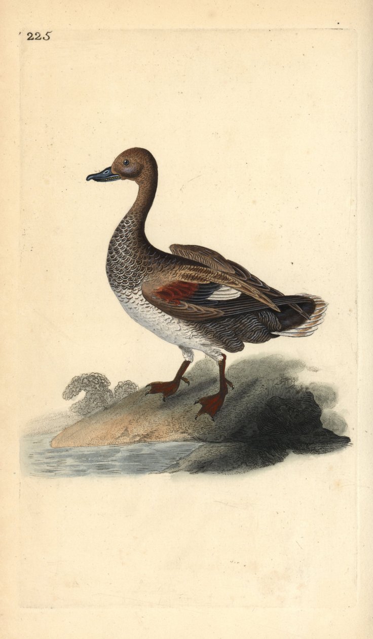 Gadwall (uros), Anas strepera. Käsinvärinen kuparilevy, jonka on piirtänyt ja kaivertanut Edward Donovan omasta "British Birds -luonnonhistoriastaan", Lontoossa tekijältä Edward Donovan
