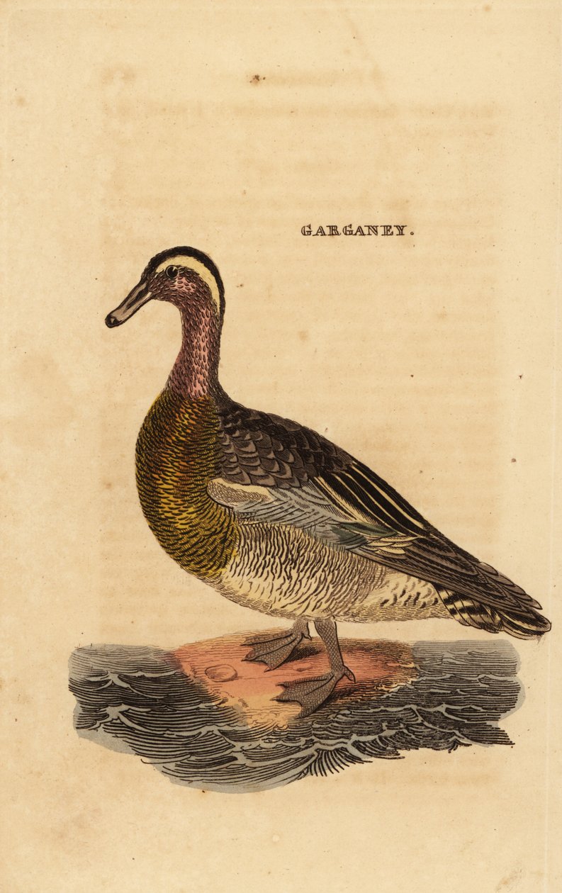 Garganey, Spatula querquedula, pieni silppusorkka tekijältä Edward Donovan