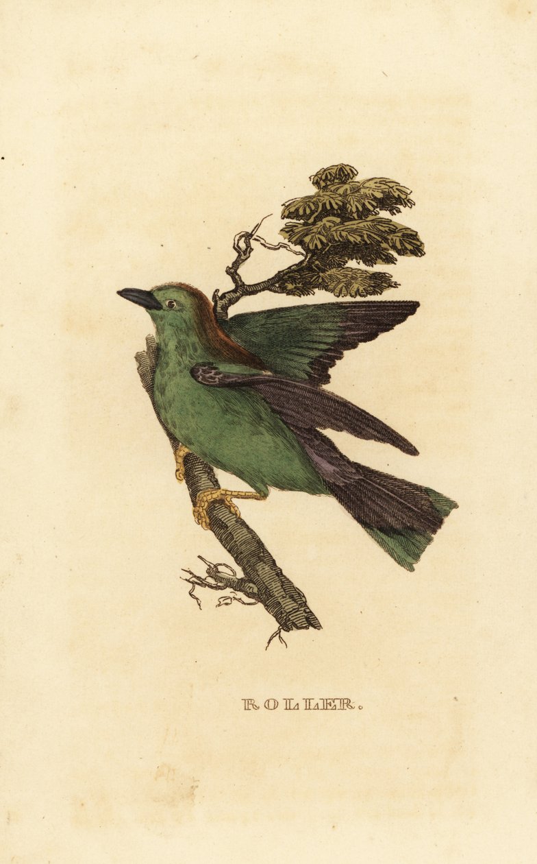 Garrulous tela tai eurooppalainen tela, Coracias garrulus tekijältä Edward Donovan