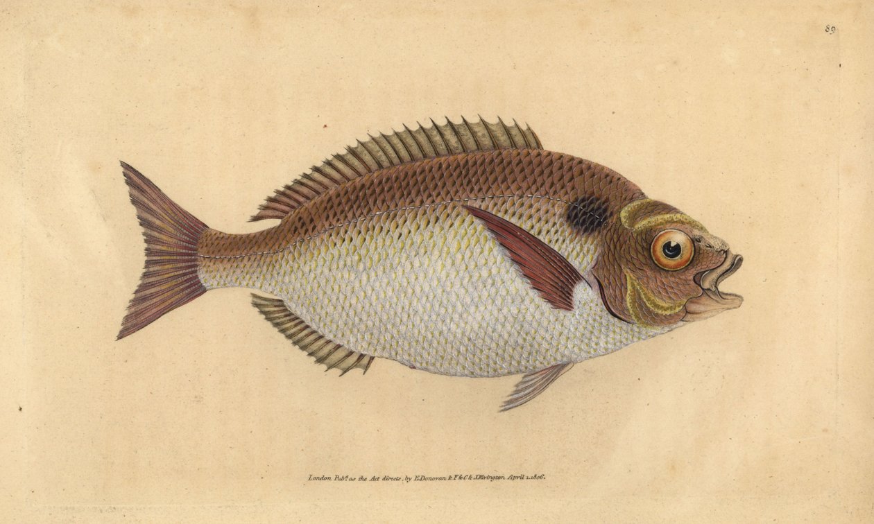 Kullattu meriahven tai lunuloitu kullattu pää, Sparus aurata. Käsinvärinen kuparilevy, jonka on piirtänyt ja kaivertanut Edward Donovan teoksestaan Natural History of British Fishes, Donovan and F.C. ja J. Rivington, Lontoo tekijältä Edward Donovan