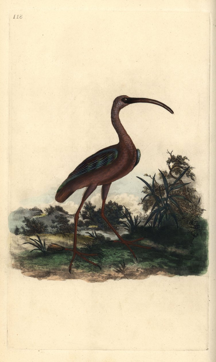 Kiiltävä ibis, Plegadis falcinellus. Käsinvärinen kuparilevy, jonka on piirtänyt ja kaivertanut Edward Donovan omasta "British Birds -luonnonhistoriastaan", Lontoossa tekijältä Edward Donovan
