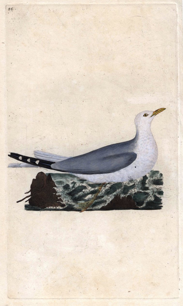 Goelandin tuhka. Larus canus. Edward Donovanin (1768-1837) kuparikaiverrus, julkaistu Natural History of British Birdsissa, Lontoossa tekijältä Edward Donovan