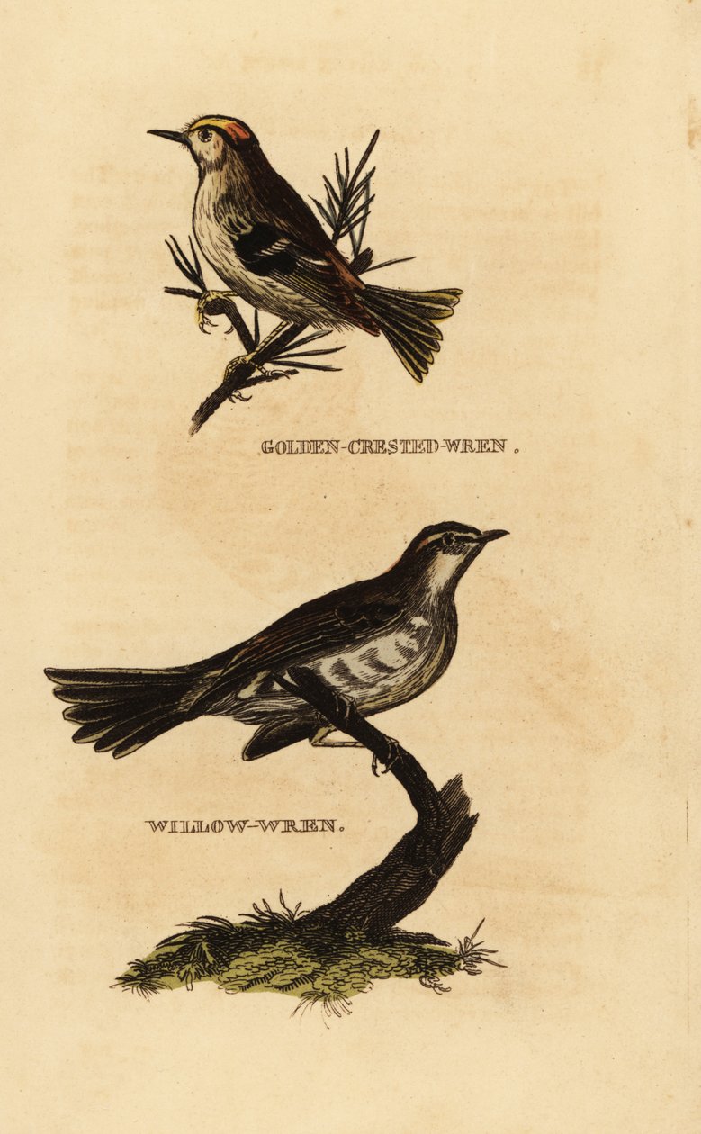 Kultaharkko, Regulus regulus ja pajuviira, Phylloscopus trochilus tekijältä Edward Donovan