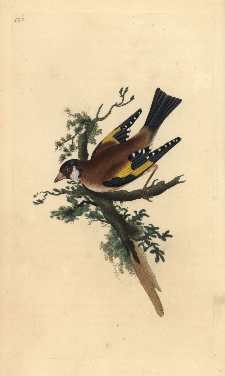 Kultasipsu, Carduelis carduelis. Käsinvärinen kuparilevy, jonka on piirtänyt ja kaivertanut Edward Donovan omasta "British Birds -luonnonhistoriastaan", Lontoossa tekijältä Edward Donovan