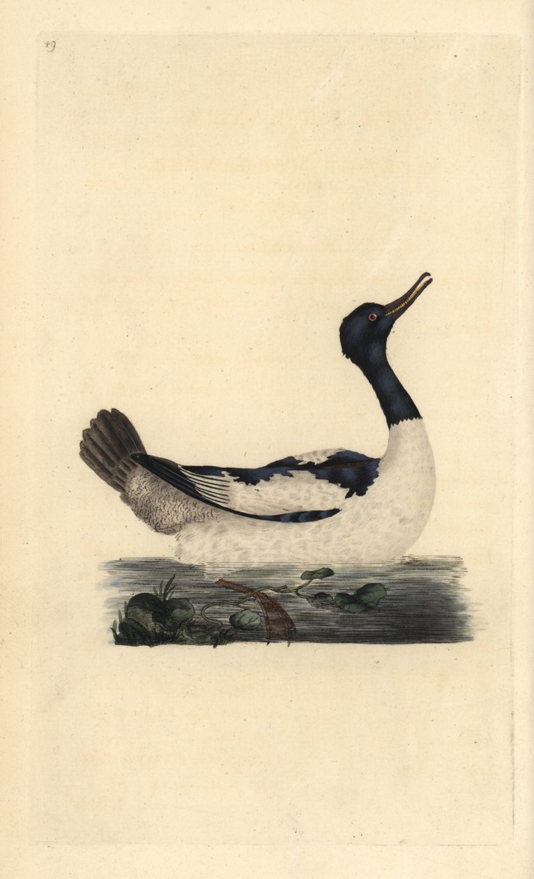 Kookoskelkka, Mergus merganser. Käsinvärinen kuparilevy, jonka on piirtänyt ja kaivertanut Edward Donovan omasta "British Birds -luonnonhistoriastaan", Lontoossa tekijältä Edward Donovan