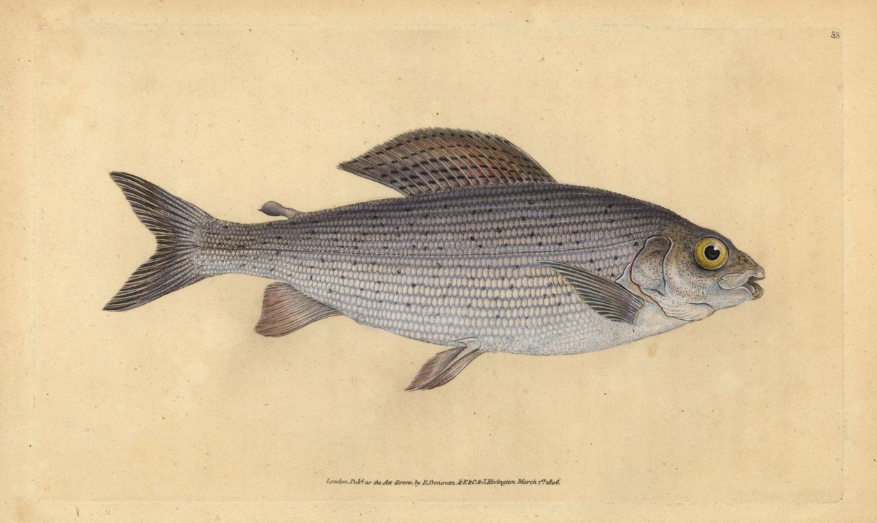 Harjus, Thymallus thymallus (Salmo thymallus). Edward Donovanin käsin piirtämä ja kaiverrettu kuparilevy teoksesta Natural History of British Fishes, Donovan and F.C. and J. Rivington, Lontoo. tekijältä Edward Donovan