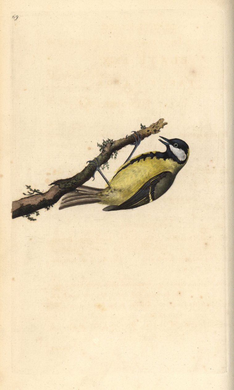 Talitiainen, Parus Major. Käsinvärinen kuparilevy, jonka on piirtänyt ja kaivertanut Edward Donovan omasta "British Birds -luonnonhistoriastaan", Lontoossa tekijältä Edward Donovan