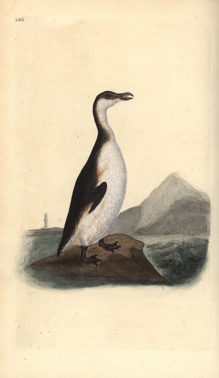 Suuraukko, Pinguinus impennis, metsästettiin sukupuuttoon asti munankeräilijöillä tekijältä Edward Donovan