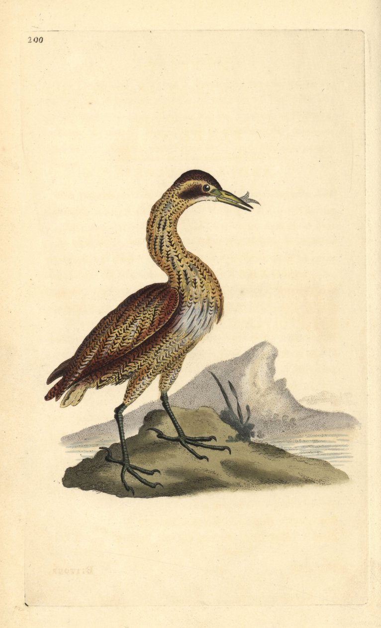 Suuri karvas, Botaurus stellaris. Käsinvärinen kuparilevy, jonka on piirtänyt ja kaivertanut Edward Donovan omasta "British Birds -luonnonhistoriastaan", Lontoossa tekijältä Edward Donovan