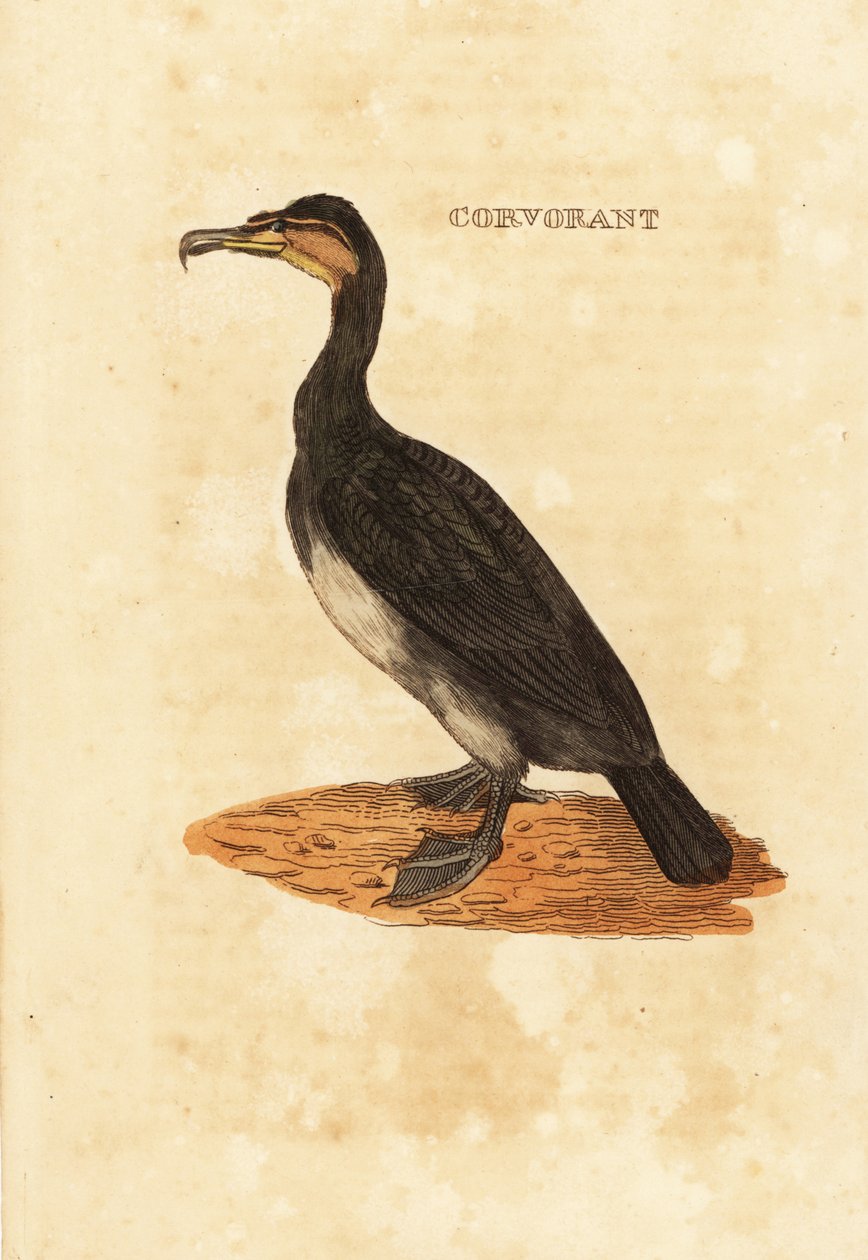 Suuri merimetso, Phalacrocorax carbo tekijältä Edward Donovan