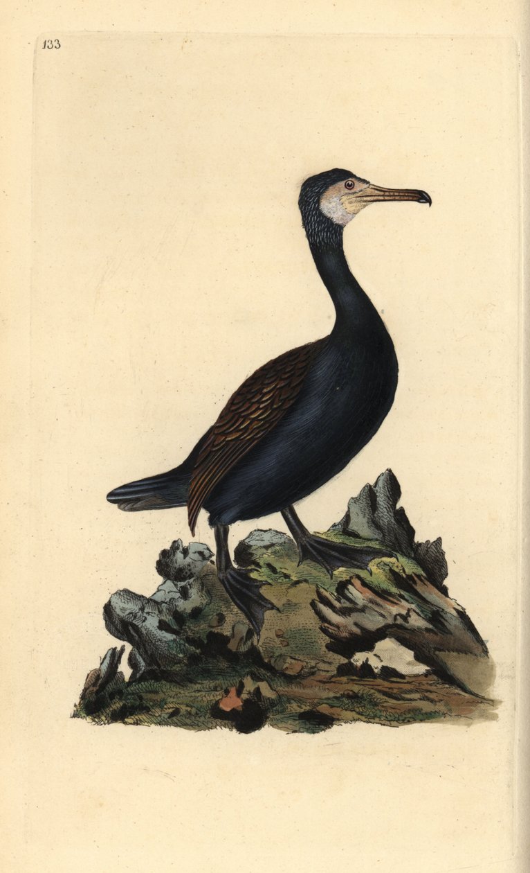 Suuri merimetso, Phalacrocorax carbo. Käsinvärinen kuparilevy, jonka on piirtänyt ja kaivertanut Edward Donovan omasta "Britannian lintujen luonnonhistoriasta" (1794-1819). Edward Donovan (1768-1837) oli englantilais-irlantilainen amatöörieläintieteilijä,  tekijältä Edward Donovan
