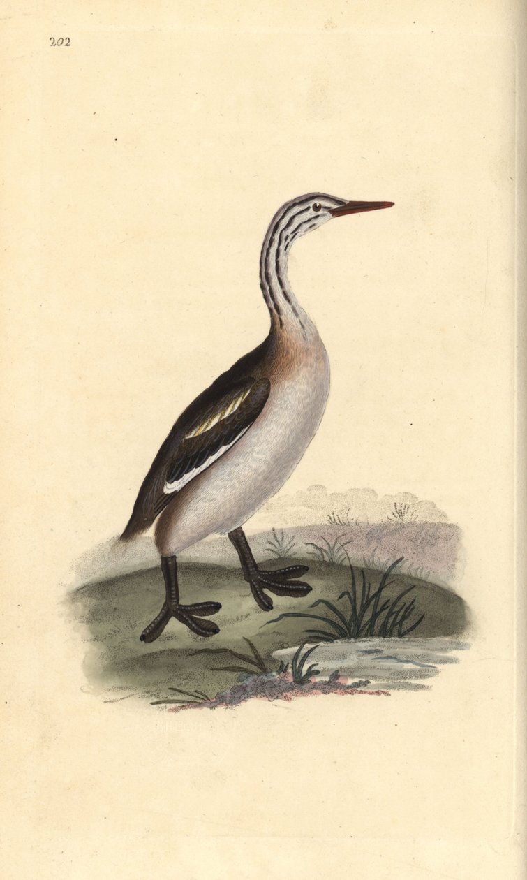 Harivuori, Podiceps cristatus. Käsinvärinen kuparilevy, jonka on piirtänyt ja kaivertanut Edward Donovan omasta "British Birds -luonnonhistoriastaan", Lontoossa tekijältä Edward Donovan