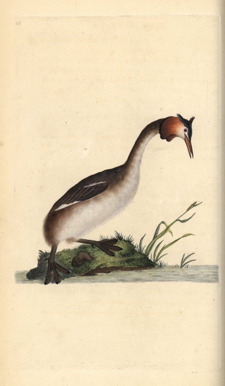 Harivuori, Podiceps cristatus. Käsinvärinen kuparilevy, jonka on piirtänyt ja kaivertanut Edward Donovan omasta "British Birds -luonnonhistoriastaan", Lontoossa tekijältä Edward Donovan