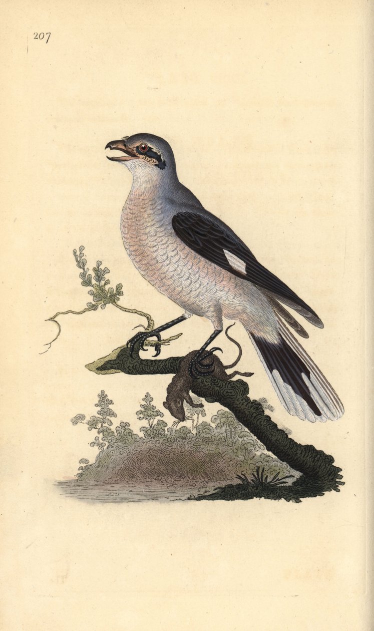 Harmaasieppo (naaras), Lanius excubitor. Edward Donovanin käsin piirtämä ja kaiverrettu kuparilevy omasta teoksestaan "Natural History of British Birds", Lontoo. tekijältä Edward Donovan
